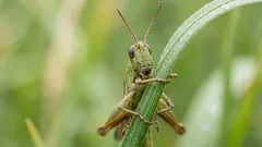 Čo znamená cvrlikanie cvrčkov: Najčastejšie príčiny a ako zistiť ich zdroj